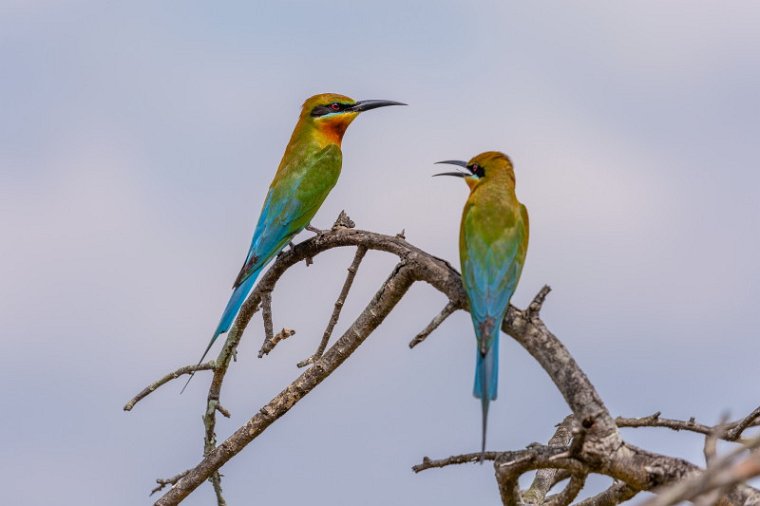 012 Wilpattu NP, blauwstaartbijeneter.jpg